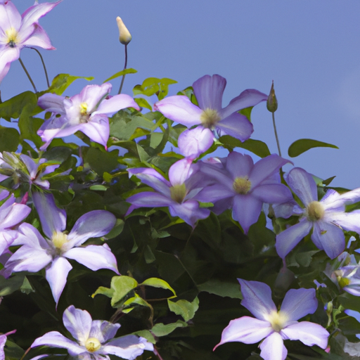 Clematis-Pflanzen