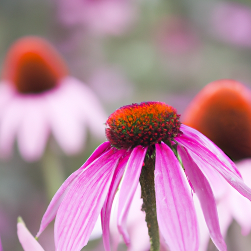 Echinacea-Pflanze