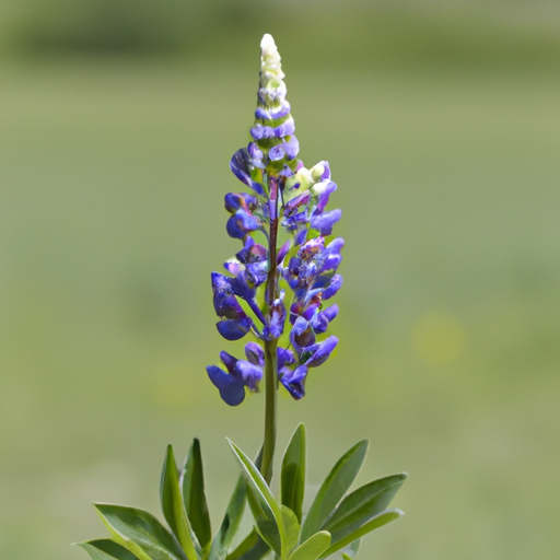 Lupinen Gründünger