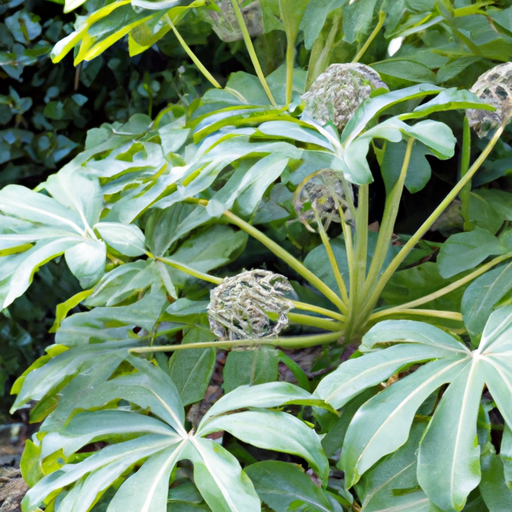 Fatsia Japonica