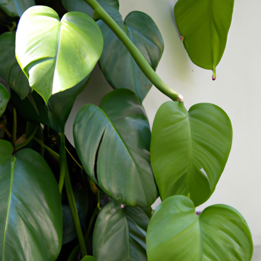 Philodendron scandens