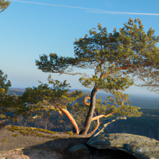 Kiefernharz