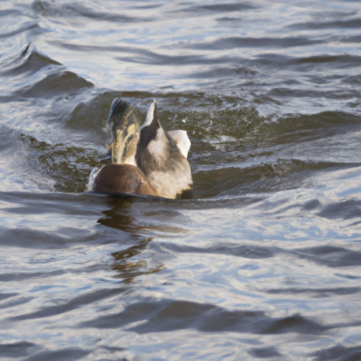 Ohrstöpsel Schwimmen