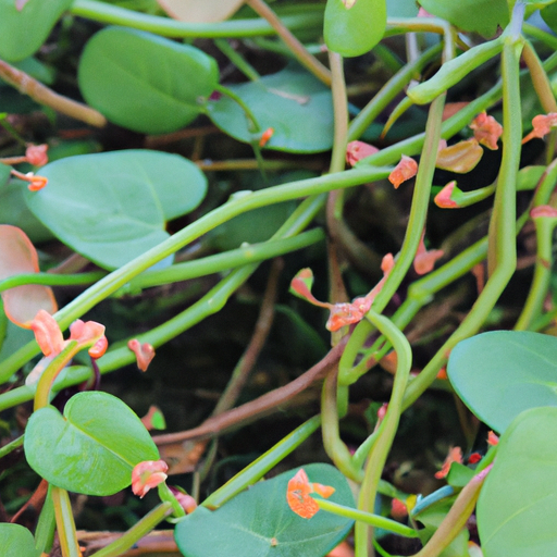 Cissus quadrangularis