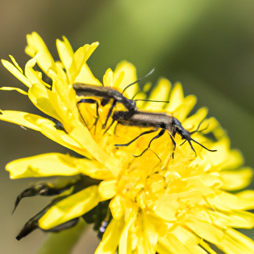 Insekten essen