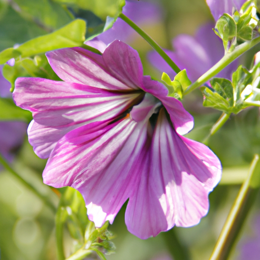 Malvenblüten