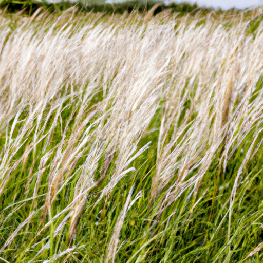 Gekeimte Haferflocken