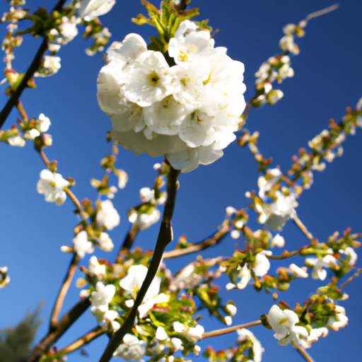 Essbare Blüten